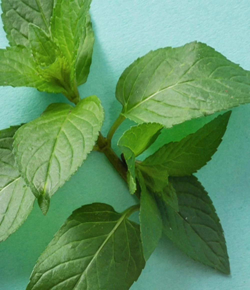 Minty 4-Pack Lip Balm - eos